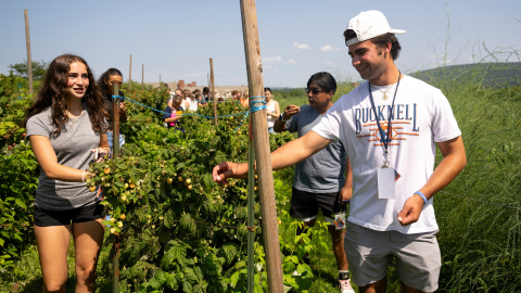 Students pick raspberries on a sunny day.