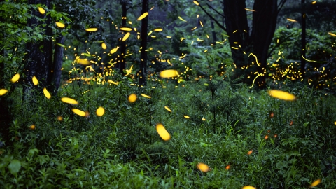 Fireflies