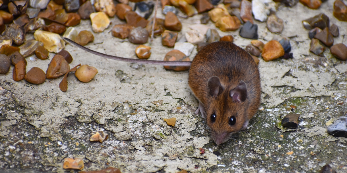 A photograph of a rat surrounded by corn kernels on the ground