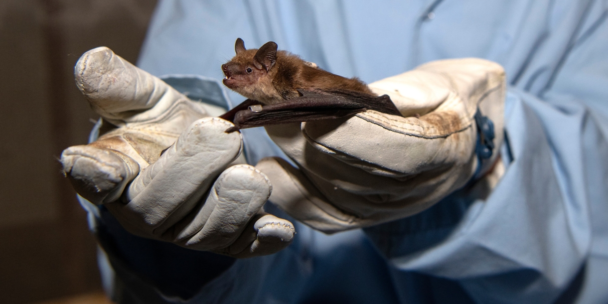 Student holds North American big brown bat