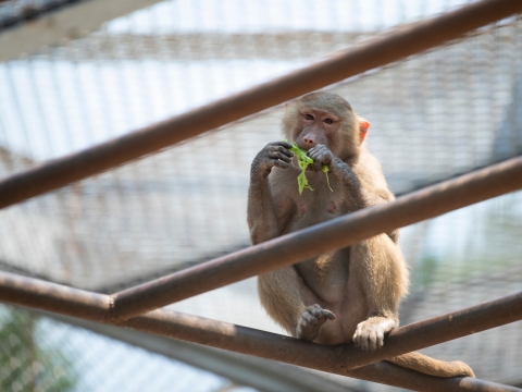 Primate eating vegetables